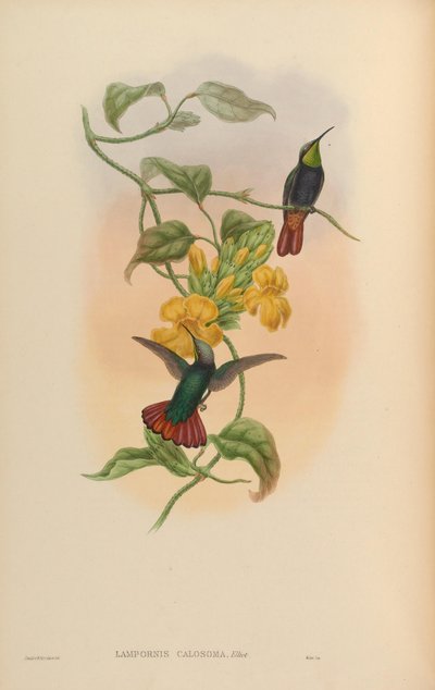 Lampornis calosoma by John Gould